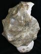 Large Mammites Ammonite - Goulmima, Morocco #27363-2